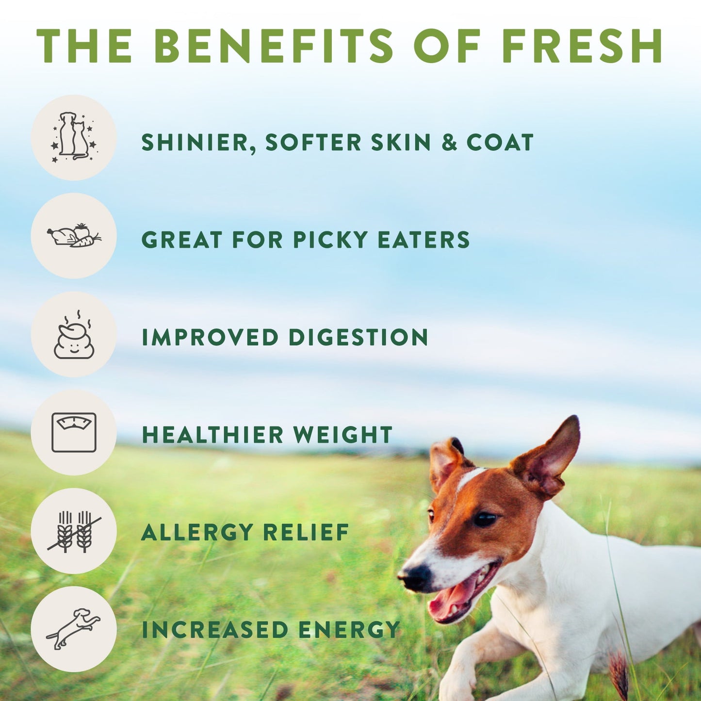 Fresh From the Kitchen Home Cooked Chicken Recipe for Dogs , 1.75 Lb